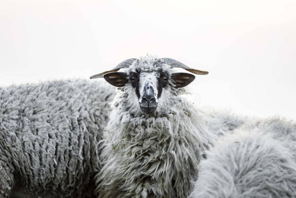 sheep close up portrait - Photo, Image