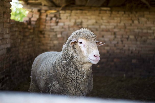 białe samce owiec izolowane w gospodarstwie - Zdjęcie, obraz