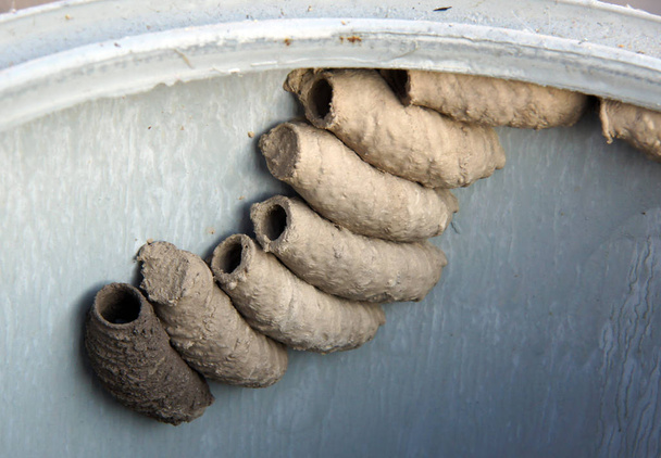 Camere di argilla della vespa selvatica Potter
 - Foto, immagini