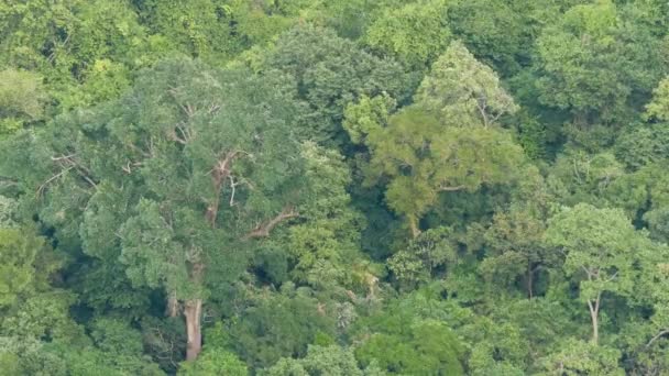 Tropikal yağmur ormanlarındaki yeşil egzotik ağaçlardan oluşan taçlar yukarıdan gelen rüzgarlı bir günde. Parlak sulu egzotik tropikal orman. Yeşillik, soyut, doğal, koyu yeşil bitki örtüsü.. - Video, Çekim