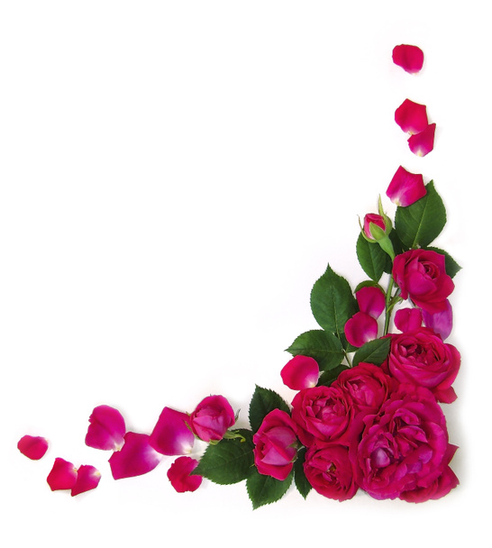 Roses de cadre
 - Photo, image
