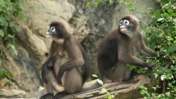 Aranyos szemüveges levél langur, sötét majom faágon között zöld levelek Ang Thong nemzeti park természetes élőhelyen. Veszélyeztetett állatfajok vadvilága. Környezetvédelmi koncepció - Felvétel, videó