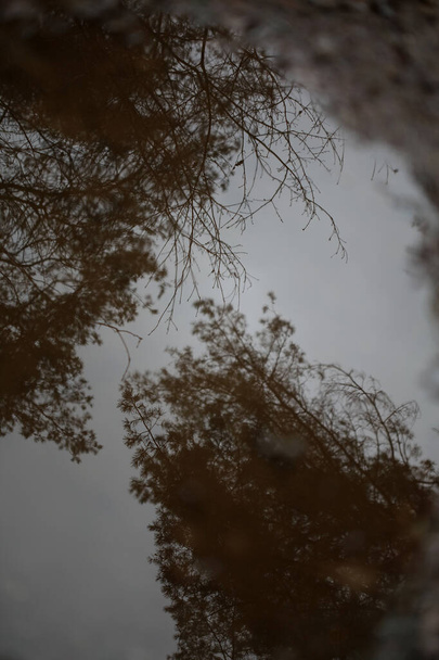 Відбиття дерев на воді зимовий макрофон високої якості
  - Фото, зображення