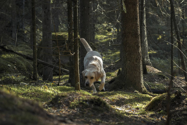 Golden labrador wandering in the pine forest in the morning. - Фото, изображение