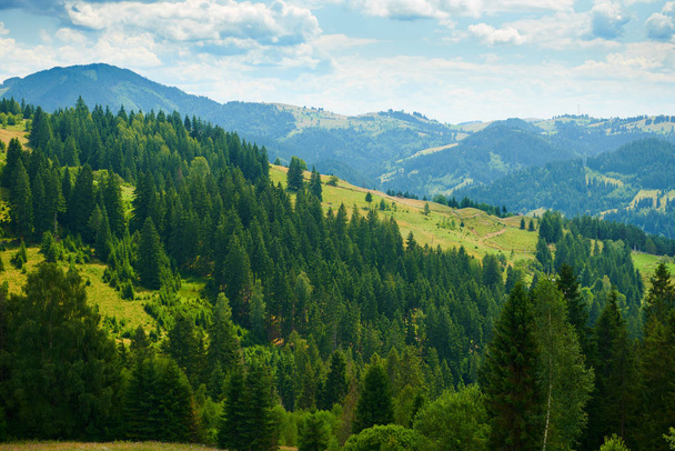 krásná letní krajina, vysoké smrky na kopcích, modrá oblačná obloha a divoké květiny - cestování malebné, karpatské hory - Fotografie, Obrázek