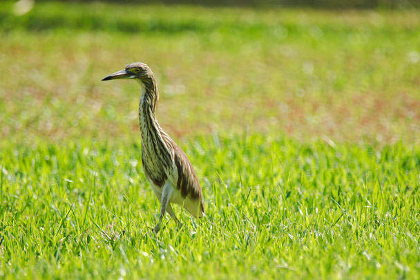 Chinese pond heron On the lawn, Chinese pond heron, Ardeola bacchus is an East Asian freshwater bird. That is adaptable and can eat many types of food - Photo, Image