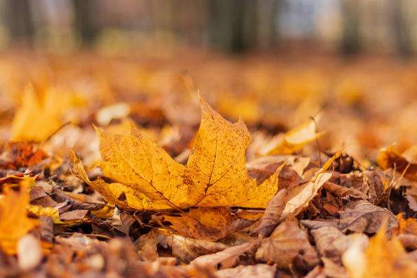 Geel en bruin herfst eiken bladeren op de grond, close-up. - Foto, afbeelding