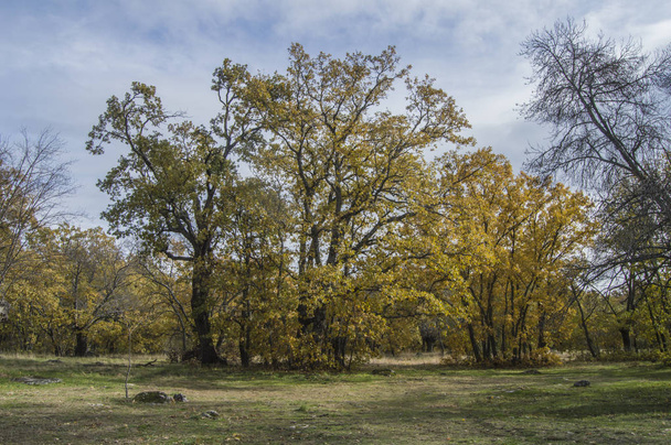 Conjunto de árboles en otoño con fondo de cielo azul en el bosque de herrería, provincia de Madrid. España
 - Foto, imagen
