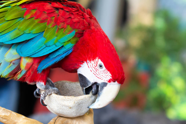 lähikuva värikäs tulipunainen macaw papukaija - Valokuva, kuva