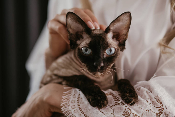 Beautiful bride with her siam Sphynx cat in her hands. Blue eyes cat looking in the camera. Bride petting a cat. Wedding morning preparations - Photo, Image