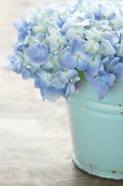 Синий пастельный цвет гортензии цветы
 - Фото, изображение