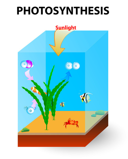 藻類の光合成のプロセス - ベクター画像
