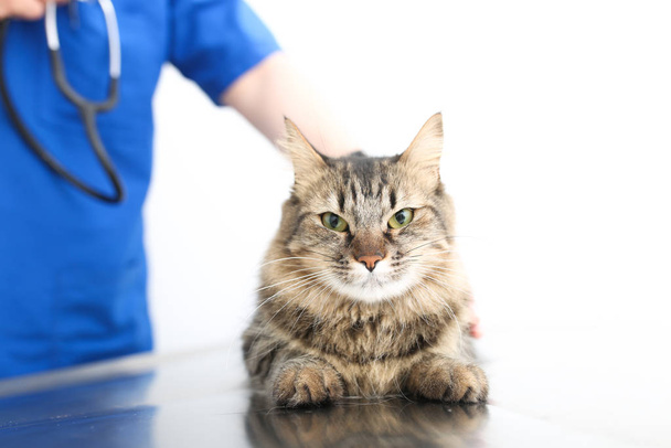 Gato visita al veterinerlik en el consultorio - Fotoğraf, Görsel