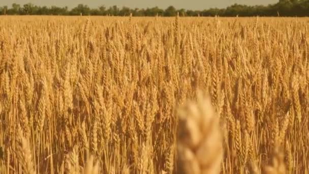 Aartjes van tarwe met graan schudt de wind. gebied van rijping tarwe tegen de blauwe hemel. graanoogst rijpt in de zomer. agrarische business concept. milieuvriendelijke tarwe - Video
