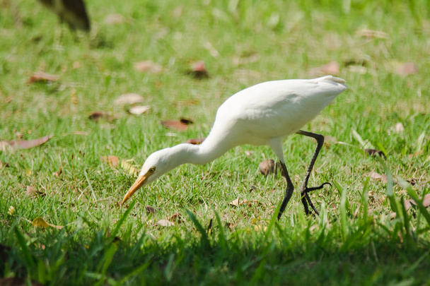 Żal spaceruje po trawniku, żal ptak W rankingu czaple mają białe pióra w całym ciele, długie szyje. - Zdjęcie, obraz