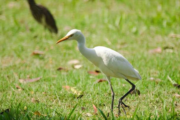 Żal spaceruje po trawniku, żal ptak W rankingu czaple mają białe pióra w całym ciele, długie szyje. - Zdjęcie, obraz