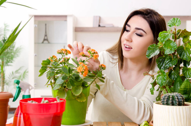Jonge vrouwelijke tuinman met planten binnen - Foto, afbeelding