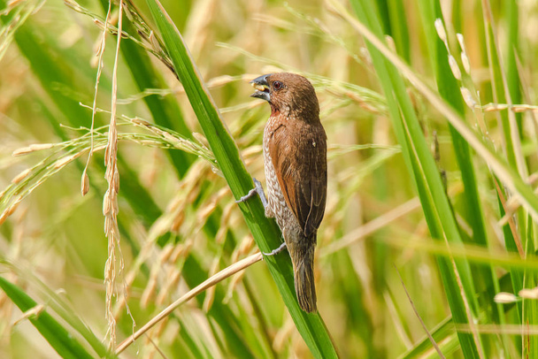 Scaly-breasted Munia is on the rice plant. , Scaly-breasted Munia: Lonchura punctulata. Habitat, fields, meadows, forests - Photo, Image