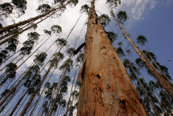 Eukalyptusplantage im Süden Bahias - Foto, Bild