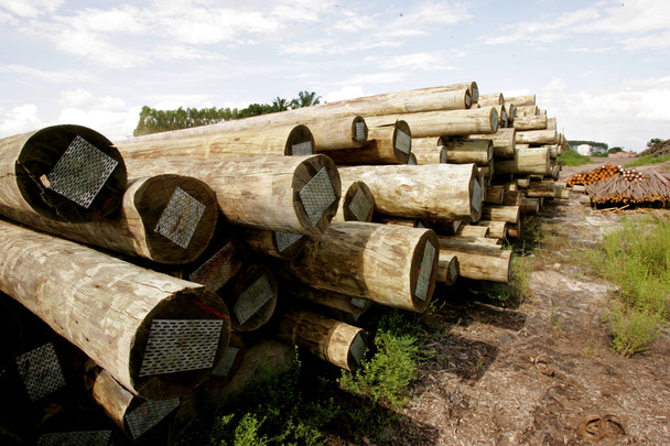 legno di eucalipto trattato con autoclave
 - Foto, immagini