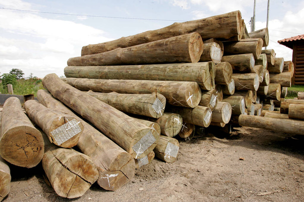madera de eucalipto tratada con autoclave
 - Foto, Imagen