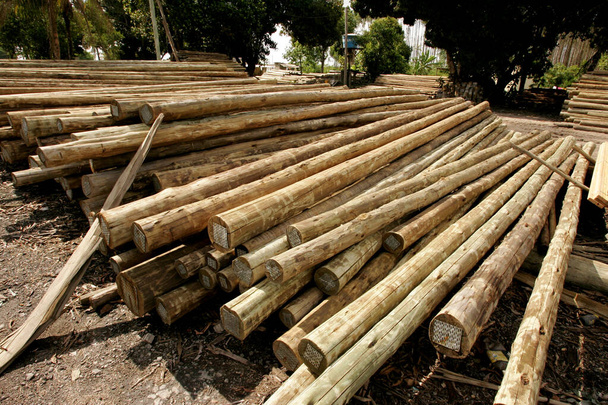 madera de eucalipto tratada con autoclave
 - Foto, Imagen