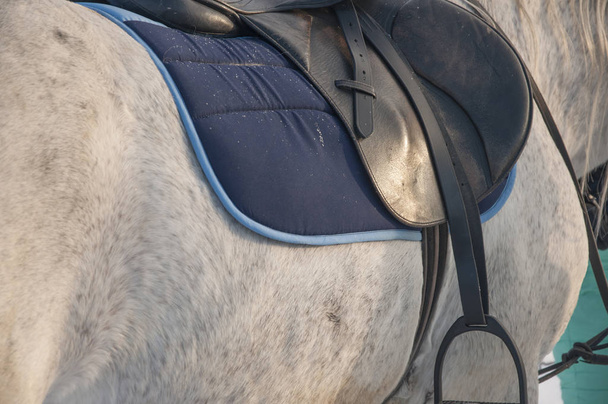 Bőr nyereg lovas sporthoz szürke lovon  - Fotó, kép