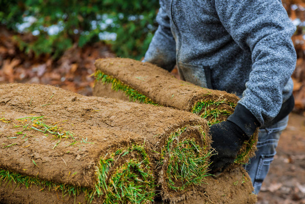 Gardener installing natural grass turf professional installer beautiful lawn field. - Photo, Image