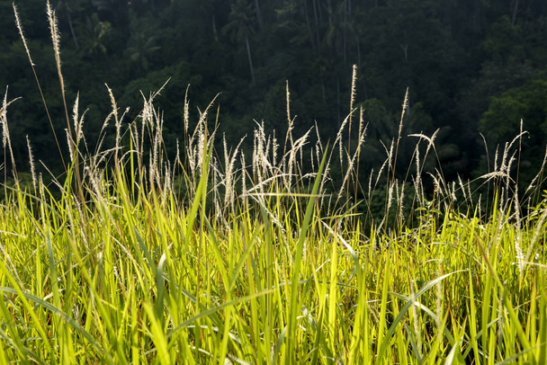 Green meadows on Campuhan Ridge Walk, Ubud  - Фото, изображение