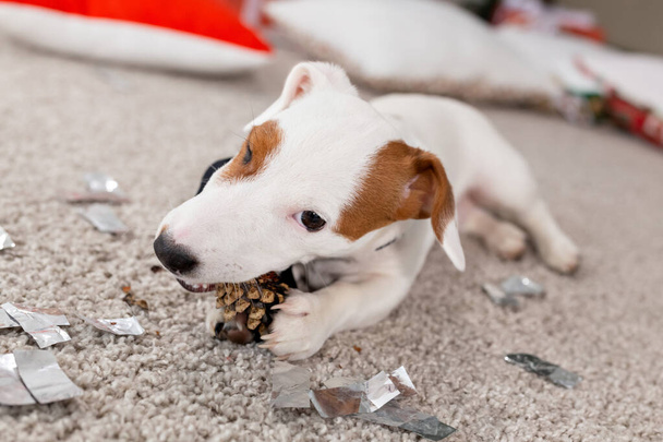 Noël et concept animal de compagnie - Jack russell terrier chiot grignote à un sapin
 - Photo, image