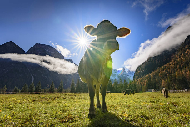 Cows graze on alpine hills in sun beams, Italian Alps in South Tyrol - Photo, image