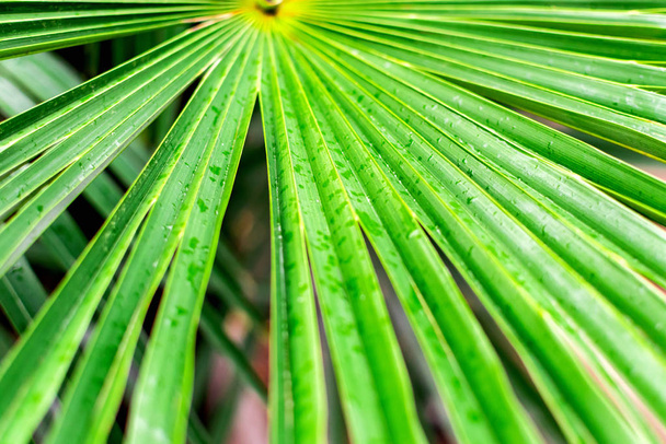 Large tropical dense green leaf of a palm tree branch closeup in the jungle, background texture with lines arranged horizontally with copy space. - Foto, imagen