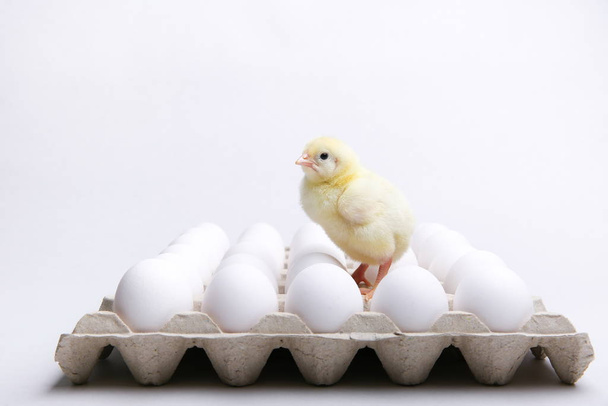 yellow chick with chicken eggs on a white background - Photo, Image