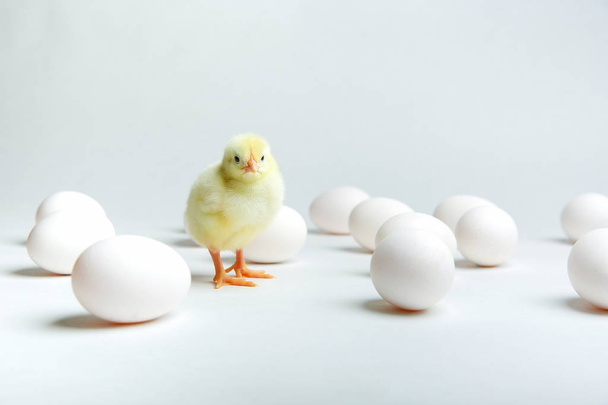 yellow chick with chicken eggs on a white background - Foto, afbeelding