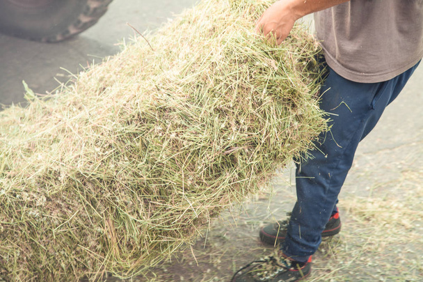 Caucasian worker. Stack of hay. Dry grass  - Foto, imagen