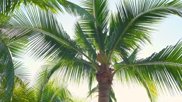 imagens cênicas de palmeiras em frente ao céu na praia
 - Filmagem, Vídeo