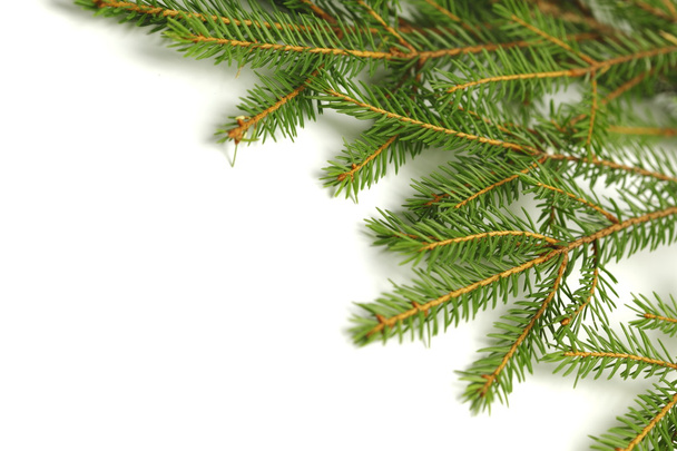 Banch of fir on white - Fotografie, Obrázek