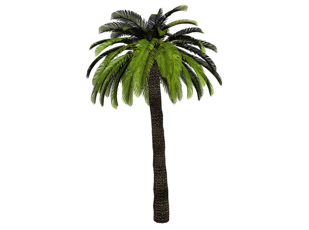 Palm Tree - Photo, Image