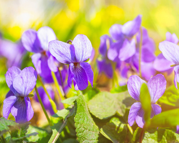 Belle floraison des violettes odorata dans les rayons de lumière. Les premières fleurs du printemps. Fond naturel avec éruption solaire
 - Photo, image
