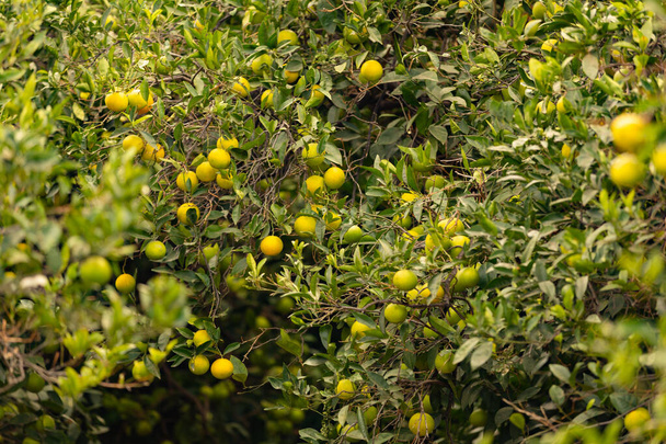 Cadre complet d'oranges fraîches accrochées à un arbre dans une plantation biologique
 - Photo, image