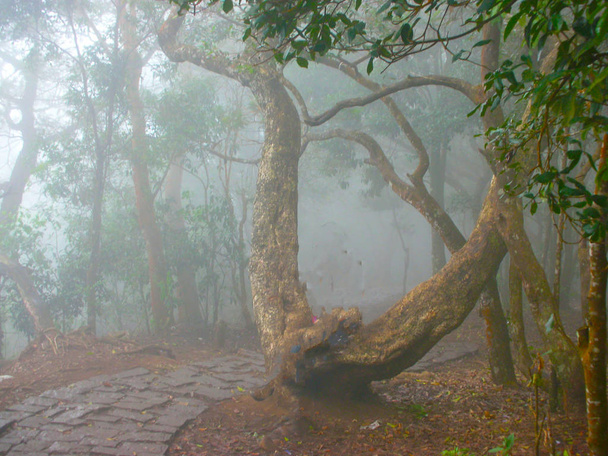 A köd az erdőben. - Fotó, kép