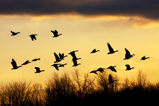 Snow Geese at Sunset - Photo, Image