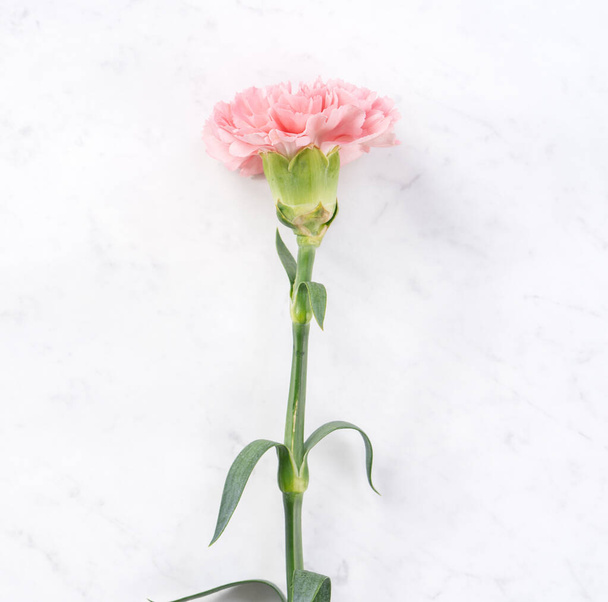 Beautiful, elegant pink carnation flower over bright white marble table background, concept of Mother's Day flower gift, top view, flat lay, overhead - Fotografie, Obrázek