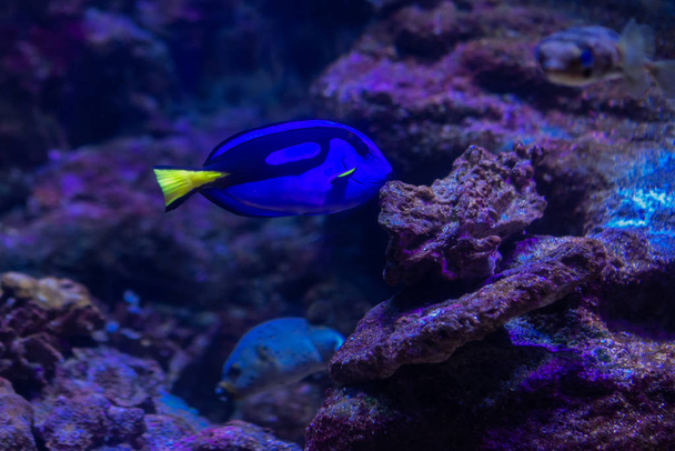 Víz alatti színes tengeri élet - Fotó, kép