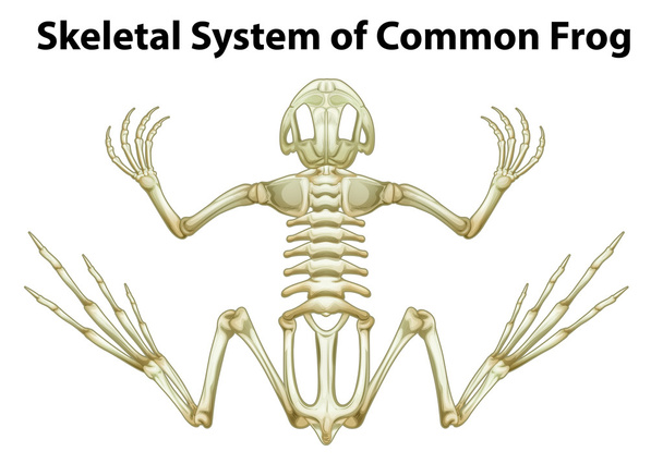 Skelettsystem eines gemeinen Frosches - Vektor, Bild