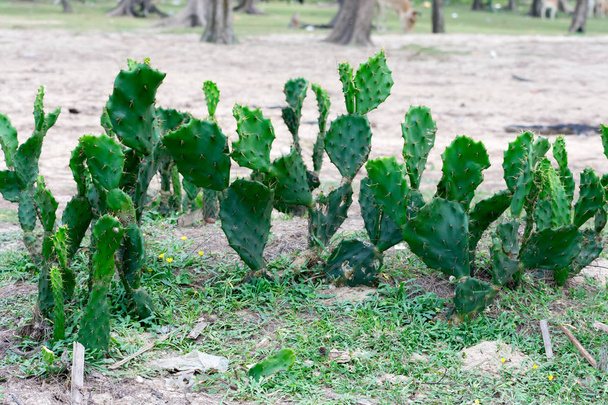 Higuera berberisca india espinosa nopal Cactus (Opuntia ficus-indica), planta de cultivo domesticada cultivada en el campo agrícola en la región climática árida y semiárida. Planta llamada Nopal y fruta llamada Atún
. - Foto, imagen