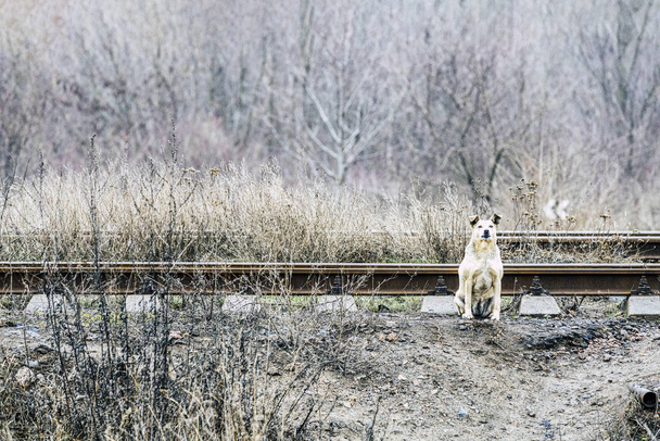 Χαριτωμένα άστεγα σκυλιά σε θάμνους κοντά σε παλιές σιδηροδρομικές γραμμές. Θολή συννεφιασμένη φθινοπωρινή μέρα. Έννοια του εθελοντισμού και καταφύγια ζώων - Φωτογραφία, εικόνα