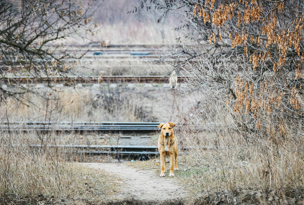 Cães desabrigados bonitos em moitas perto de trilhos ferroviários antigos. Dia de outono nublado sombrio. Conceito de voluntariado e abrigos para animais
 - Foto, Imagem