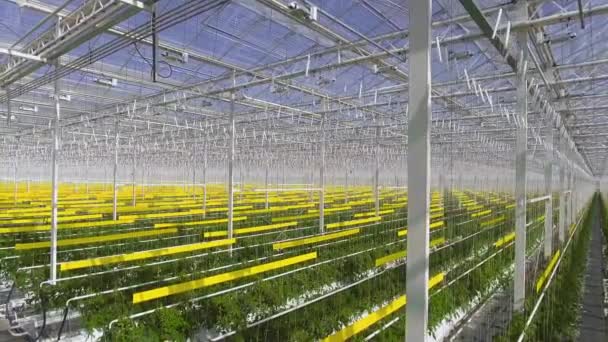 Foto aérea de plantas de tomate están en un gran invernadero, creciendo en un equipo especial
. - Metraje, vídeo