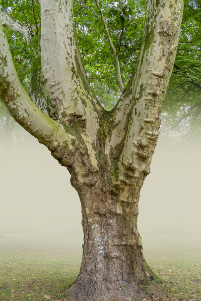 μεγάλο στέλεχος δέντρου σε ομιχλώδη πλάτη - Φωτογραφία, εικόνα